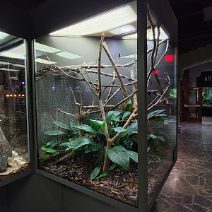 Oct. 2021 - Museum of Science - Hall of Venom - Mangrove Snake Exhibit