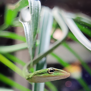 Oct. 2021 - Museum of Science - Hall of Venom - Burmese Vine Snake