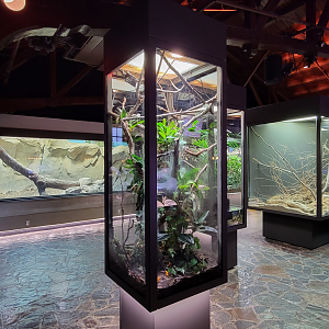Oct. 2021 - Museum of Science - Hall of Venom - Amazon Tree Boa, Golden Poison Dart Frog Exhibit