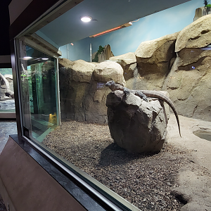 Oct. 2021 - Museum of Science - Hall of Venom - Komodo Dragon Right Exhibit
