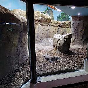 Oct. 2021 - Museum of Science - Hall of Venom - Komodo Dragon Right Exhibit