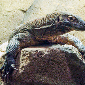 Oct. 2021 - Museum of Science - Hall of Venom - Komodo Dragon