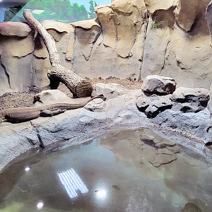 Oct. 2021 - Museum of Science - Hall of Venom - Komodo Dragon Left Exhibit