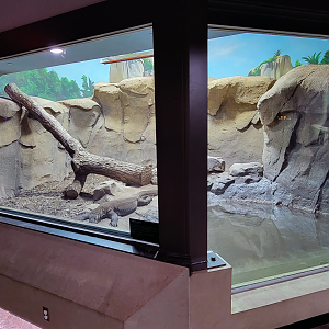 Oct. 2021 - Museum of Science - Hall of Venom - Komodo Dragon Left Exhibit