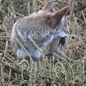 coyote with cotton rat