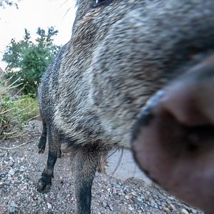 javelina closeup