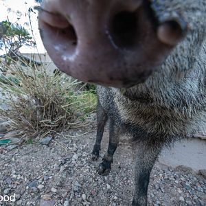 javelina closeup