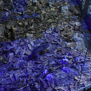 Hispaniolan hutia (Plagiodontia aedium)