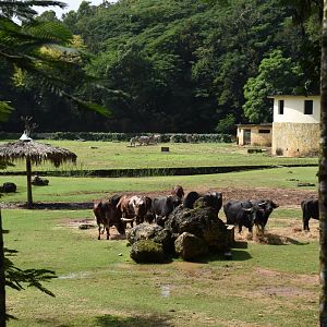 Water buffalo (Bubalus bubalis) and Watusi cattle