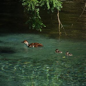 West Indian whistling duck (Dendrocygna arborea) with chicks
