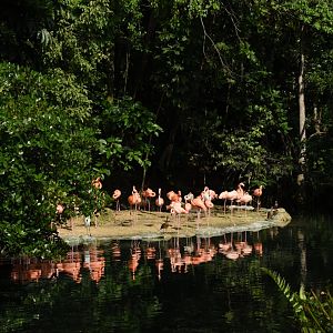 American flamingo (Phoenicopterus ruber)