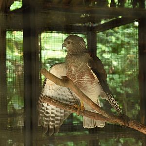 Ridgway's hawk (Buteo ridgwayi)