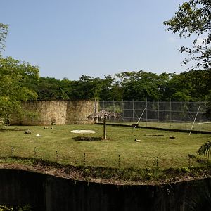 Tiger enclosure