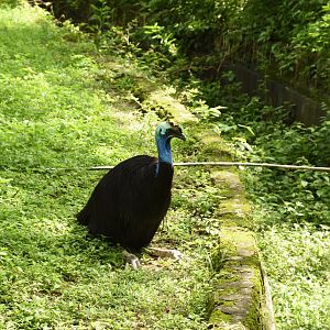 Southern cassowary (Casuarius casuarius)