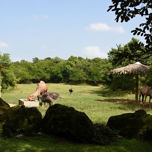Dromedary with ostrich enclosure