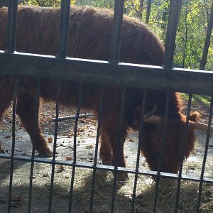 Scottish Highland Cattle