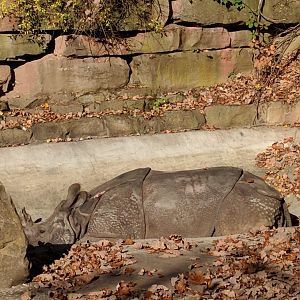 Great one Horned Rhino