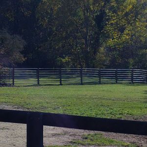 Cape Buffalo Enclosure