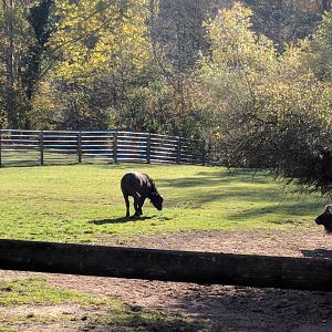 Young Cape Buffalo