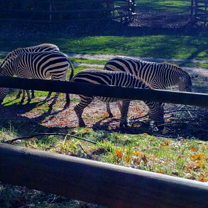 Plains Zebras