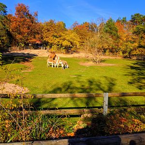 Asian Steppe Enclosure