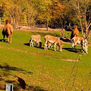 Bactrian Camels and Asian Wild Ass