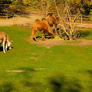 Bactrian Camels & Asian Wild Ass