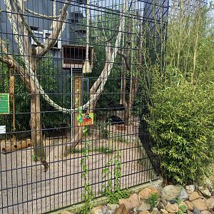 Binturong-enclosure