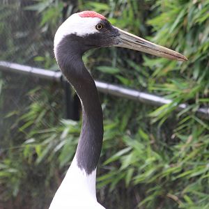 Red-crowned crane