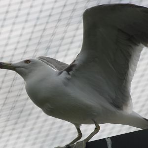 Black-tailed gull