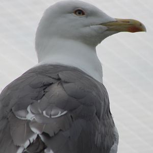Lesser black-backed gull