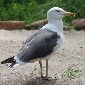Lesser black-backed gull