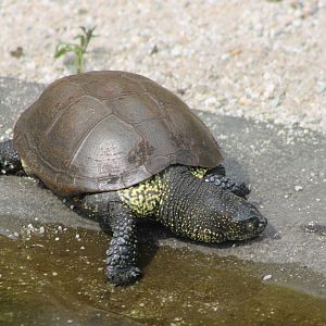 European pond turtle