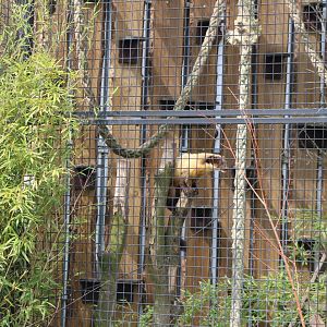 Yellow-throated marten