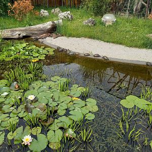 European pond turtles