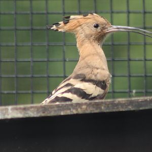 Eurasian hoopoe
