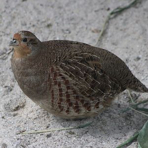 Grey partridge