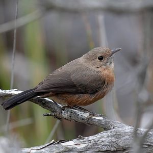 Rock Warbler