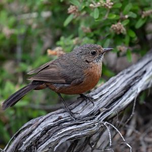 Rock Warbler