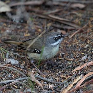 White-browed Scrubwren