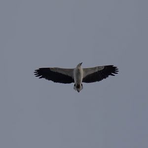 White-bellied Sea Eagle