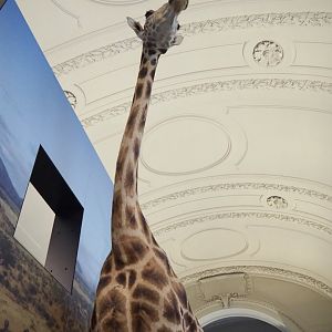 Rothschild's giraffe (Giraffa camelopardalis camelopardalis) specimen, 2021-10-20
