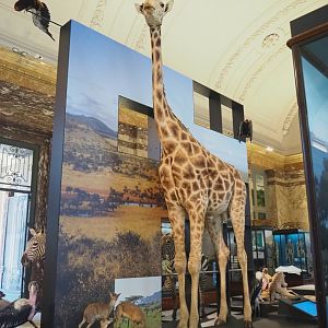Rothschild's giraffe (Giraffa camelopardalis camelopardalis) specimen, 2021-10-20