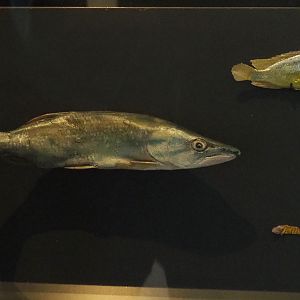 Fish replicas, 2021-10-20