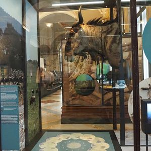 Display about wildebeest migration, with mounted head, 2021-10-20