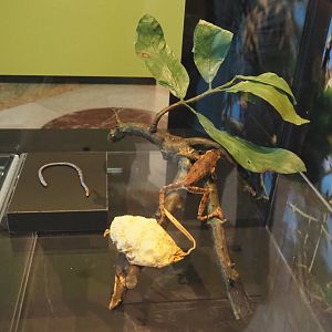African foam-nest tree frog  (Chiromantis rufescens) specimen, 2021-10-20