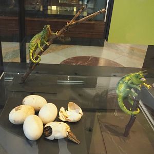 Nile crocodile eggs and chameleon replicas, 2021-10-20