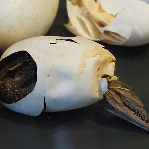 Hatchling Nile crocodile (Crocodylus niloticus) specimen in egg, 2021-10-20