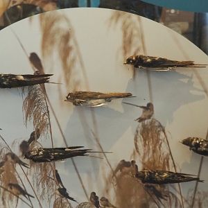 Barn swallow (Hirundo rustica) specimens, 2021-10-20