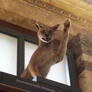 Caracal (Caracal caracal) specimen, 2021-10-20